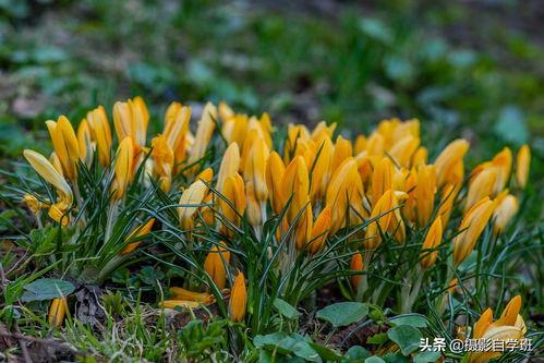 头条拍摄花儿图片尺寸,头条推荐摄影作品尺寸解析